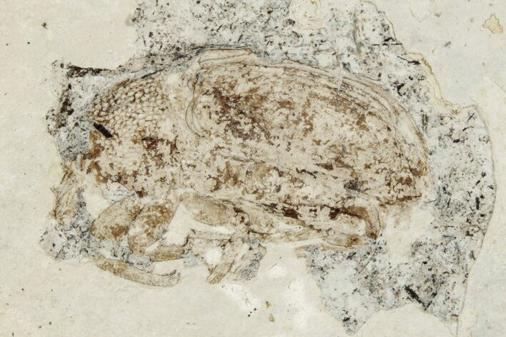 Fossil True Weevil (Curculionidae) Beetle - France #254548